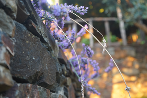 lavender on rock wall in portugal