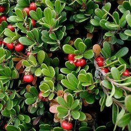 Bearberry plant