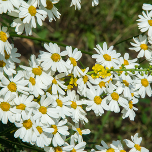 Bisobolol: "Nature's Healer"