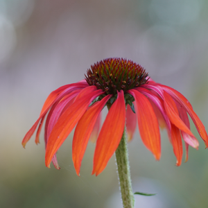 Echinacea: The "Immune Herb"