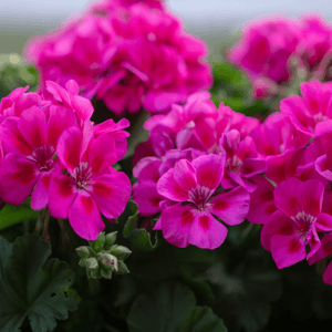 Geranium