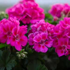 Geranium