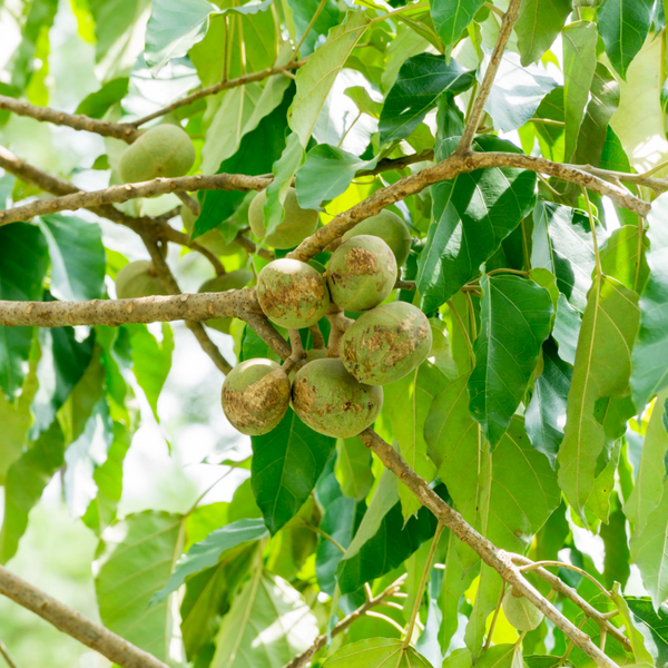 Kukui Tree