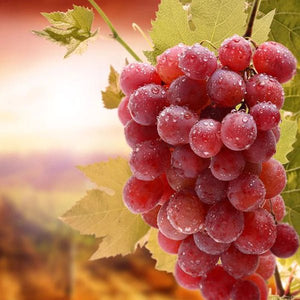 Red Grapes and Resveratrol