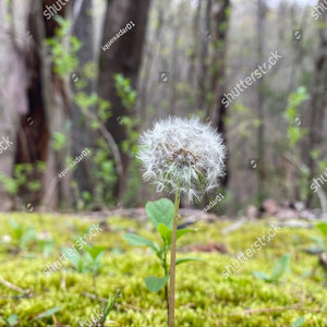 allantoin
