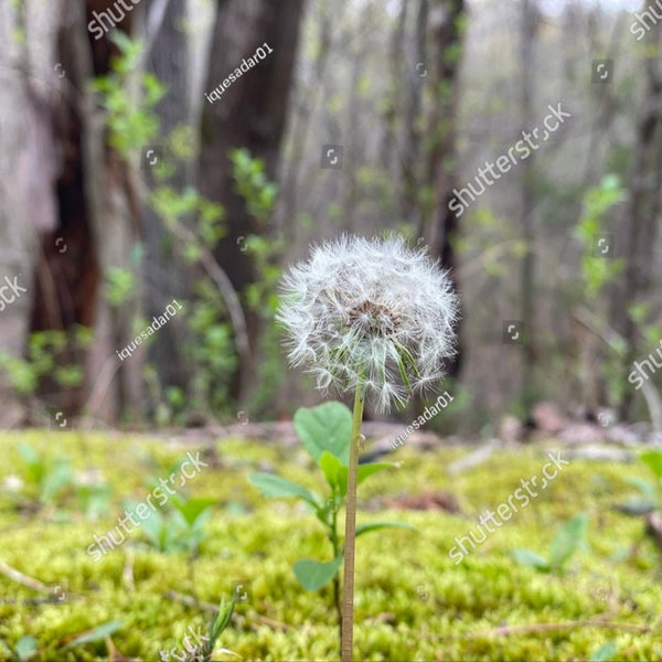 allantoin