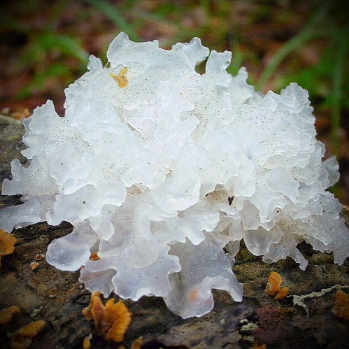 Snow Mushroom