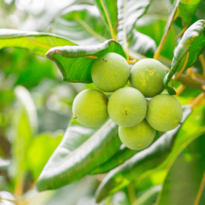 Tamanu Oil