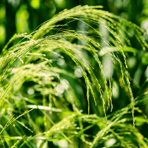 Teff