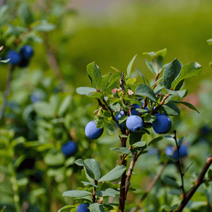 Bilberry 