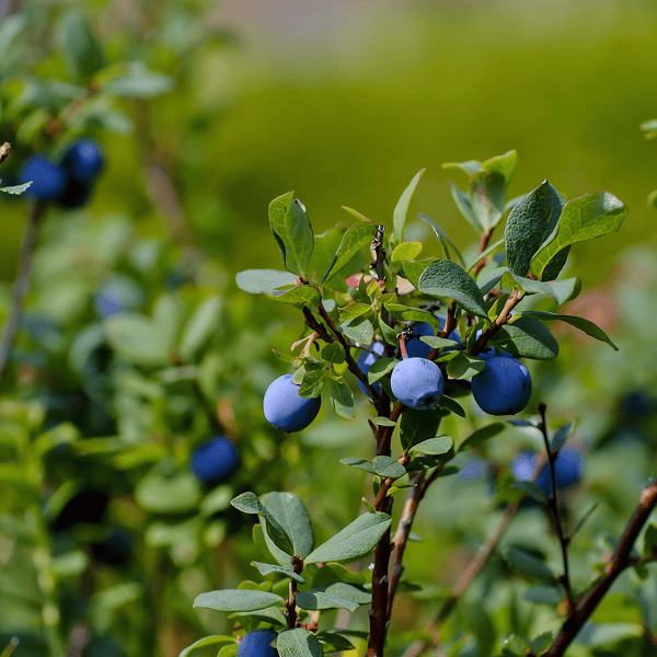 Bilberry 
