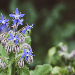 Borage