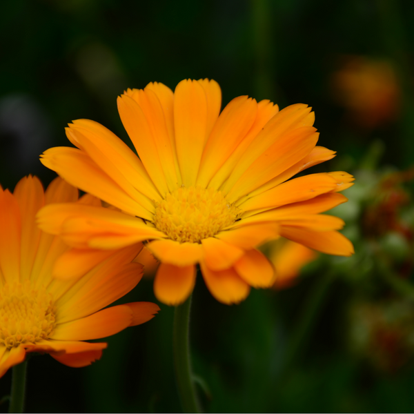 Calendula