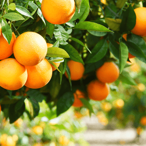 Vitamin C from Organges