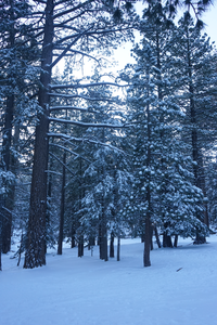 snowy trees