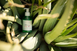 aloe plant with skincare